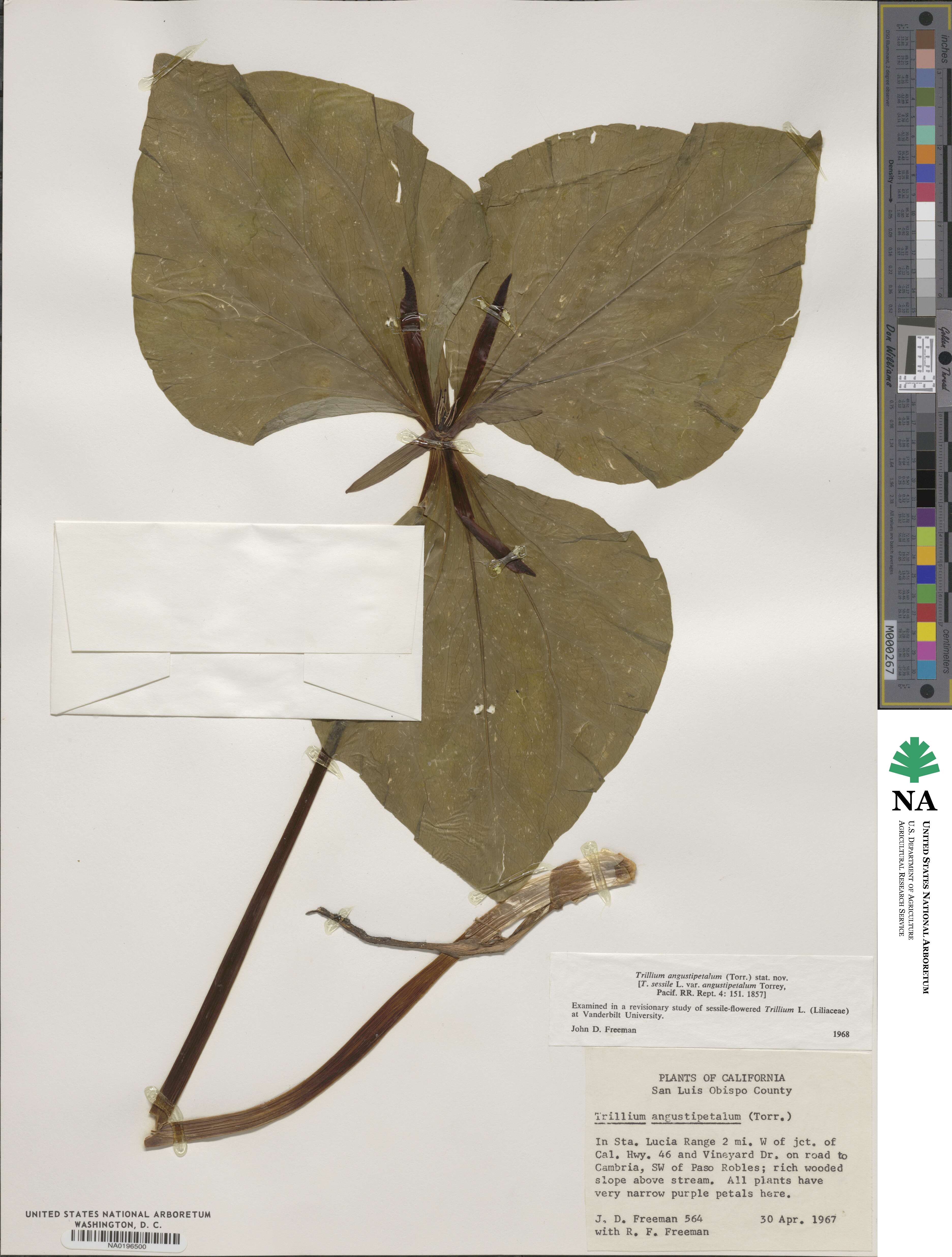 Trillium angustipetalum image