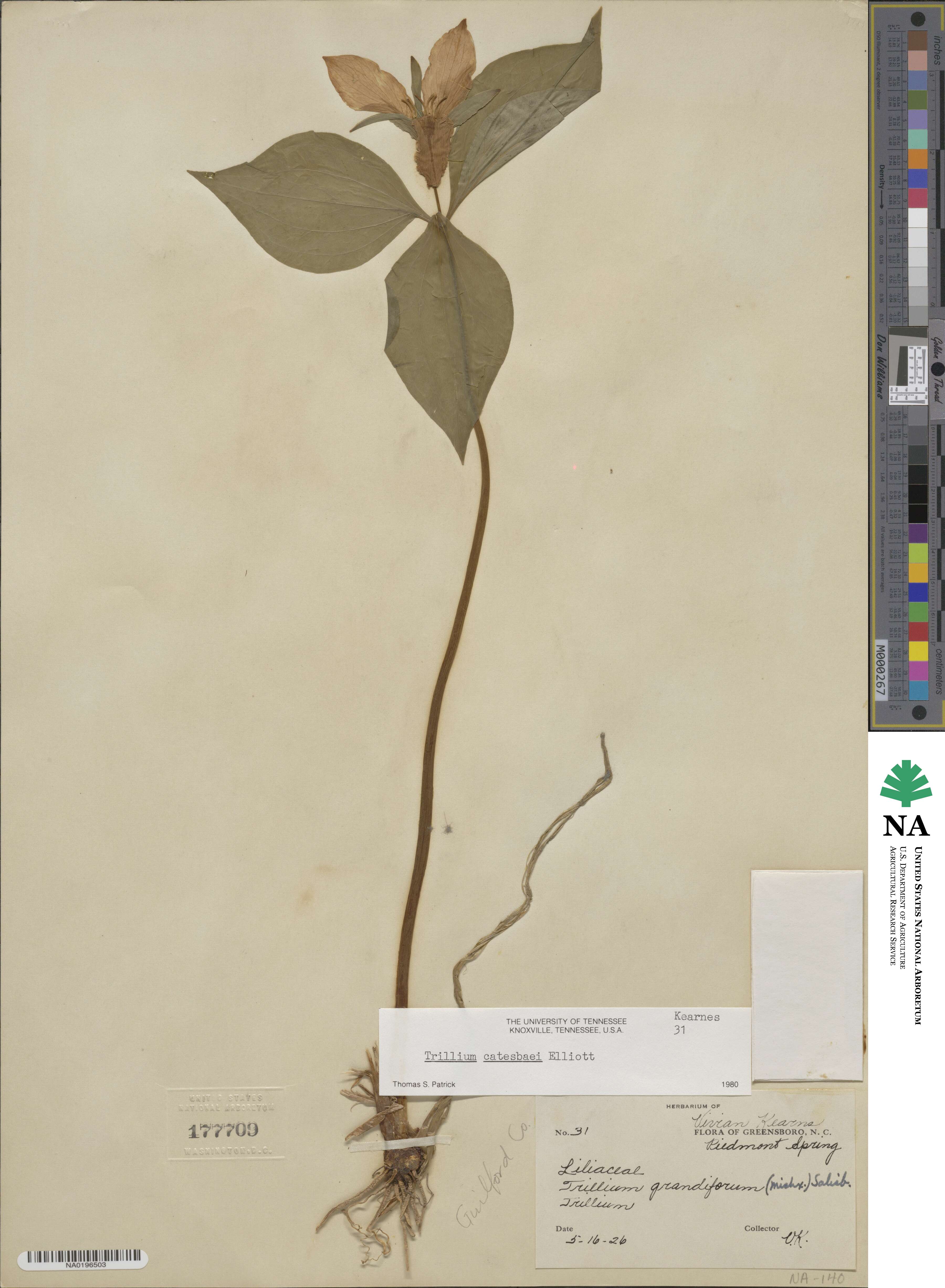 Trillium catesbaei image