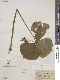 Trillium cernuum image