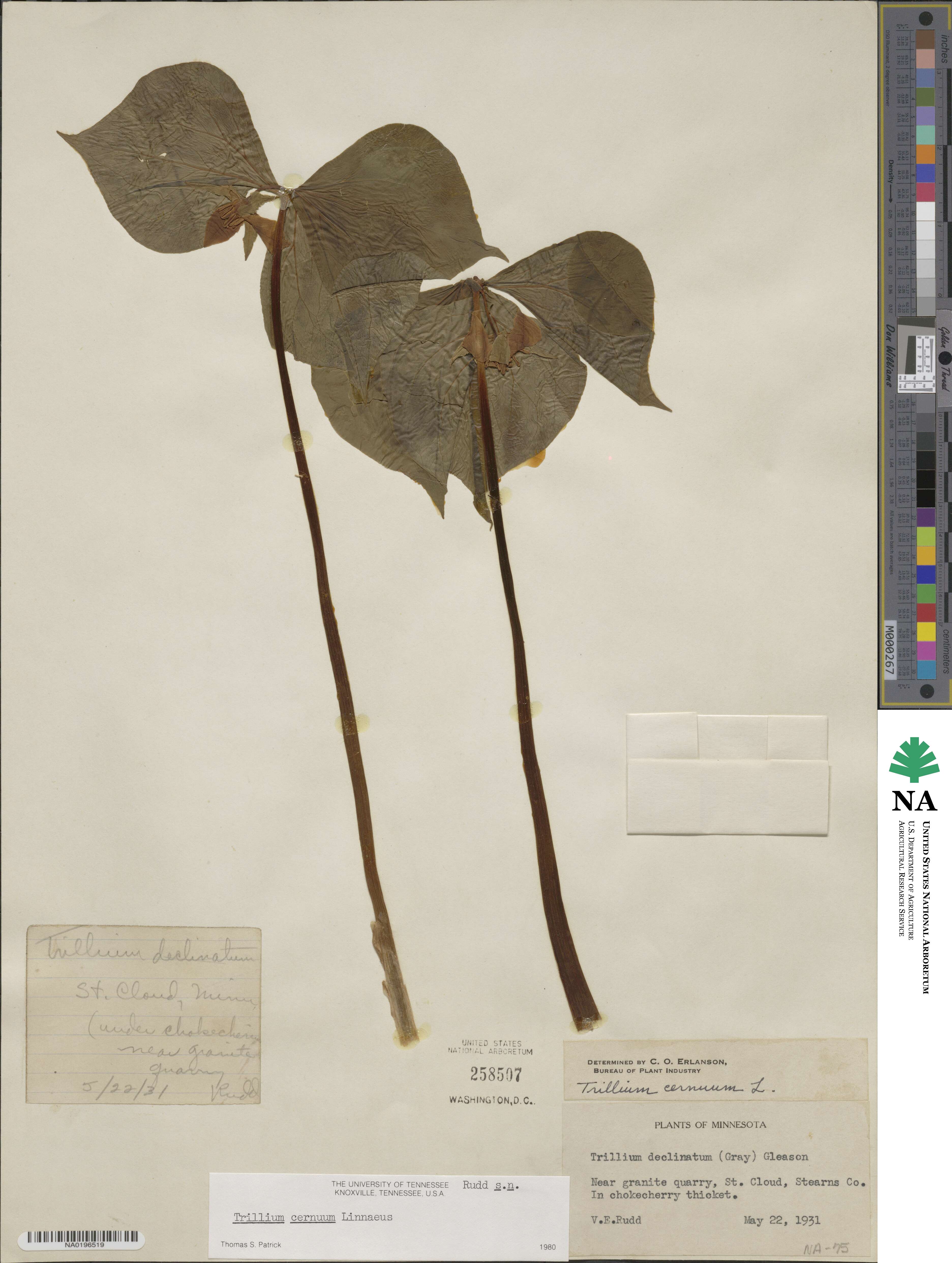 Trillium cernuum image