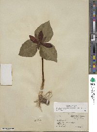 Trillium cuneatum image