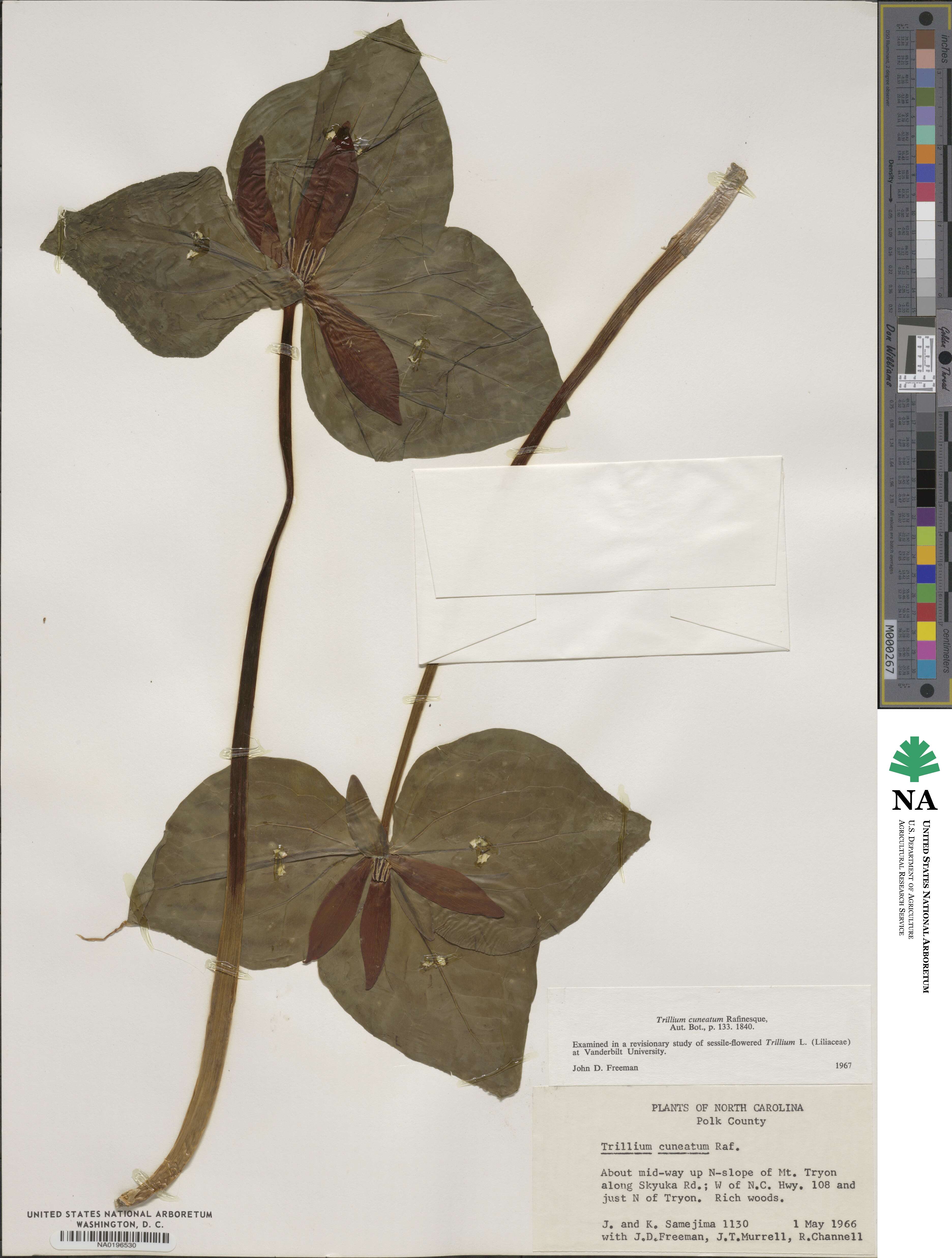 Trillium cuneatum image