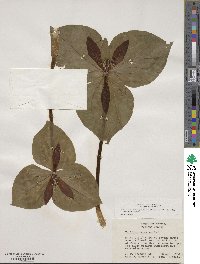 Trillium cuneatum image