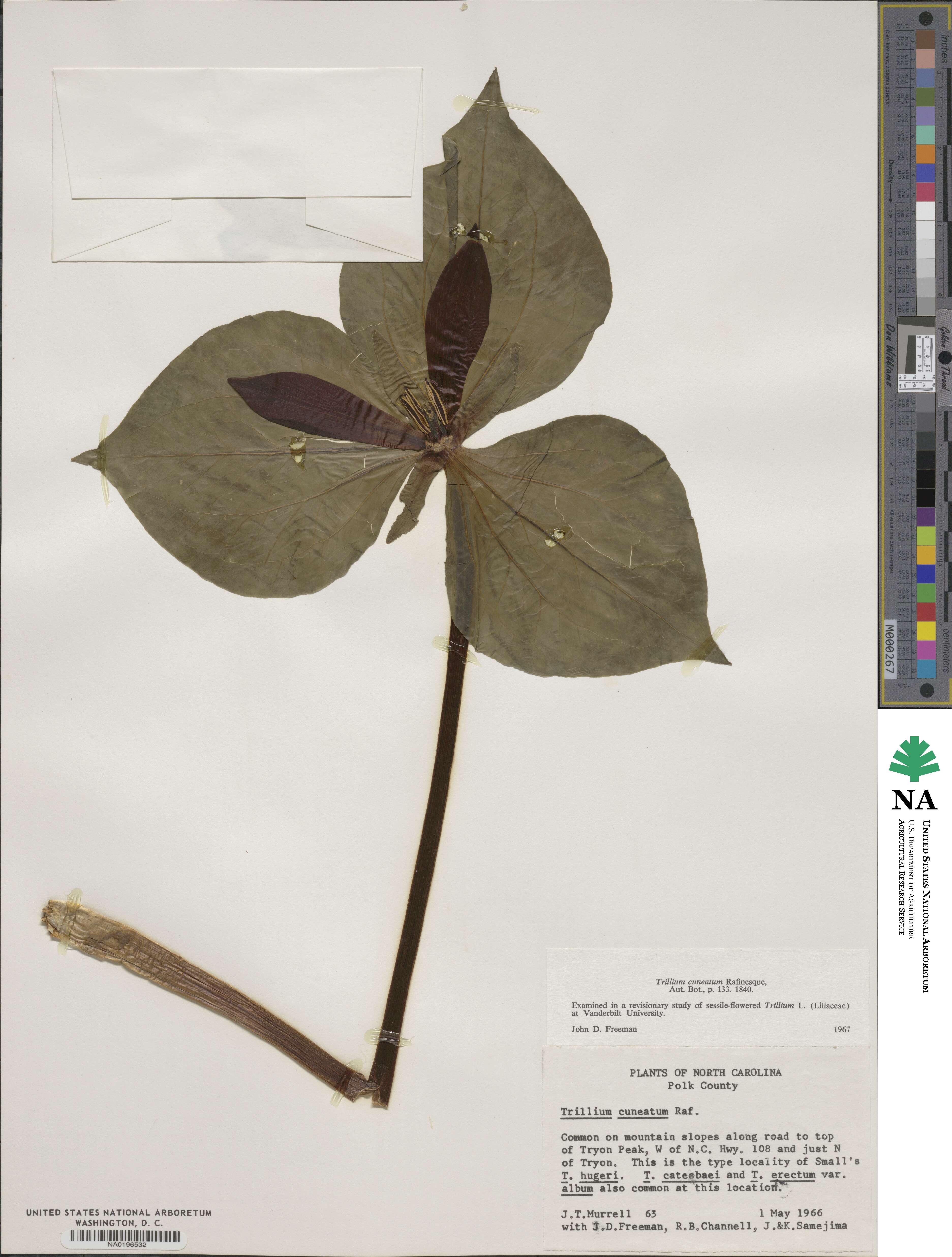 Trillium cuneatum image