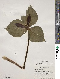 Trillium cuneatum image