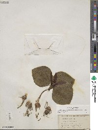 Trillium decumbens image