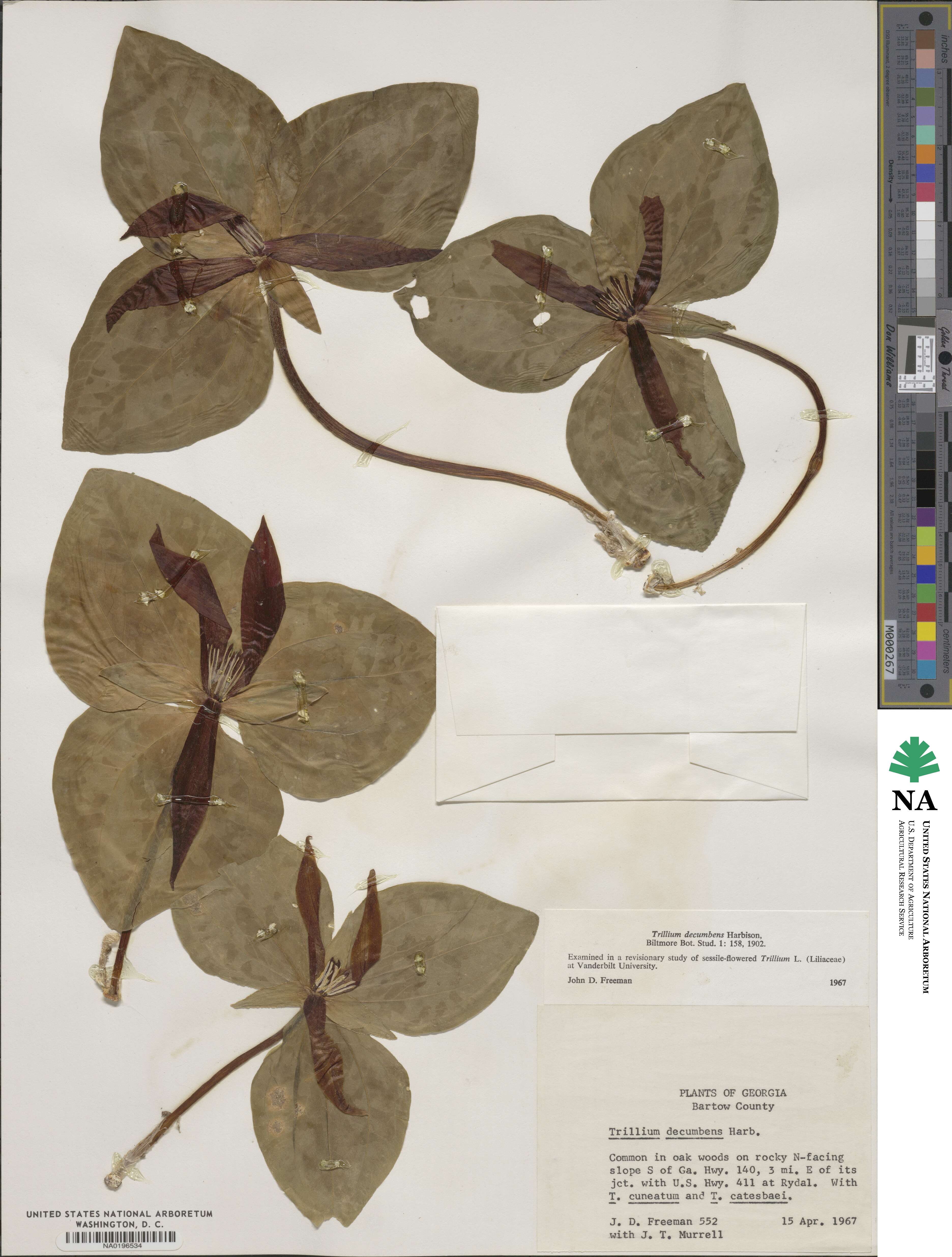 Trillium decumbens image