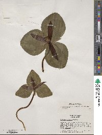 Trillium decumbens image