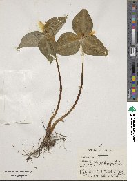 Image of Trillium discolor