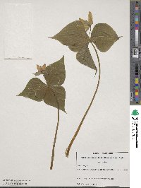 Trillium erectum image