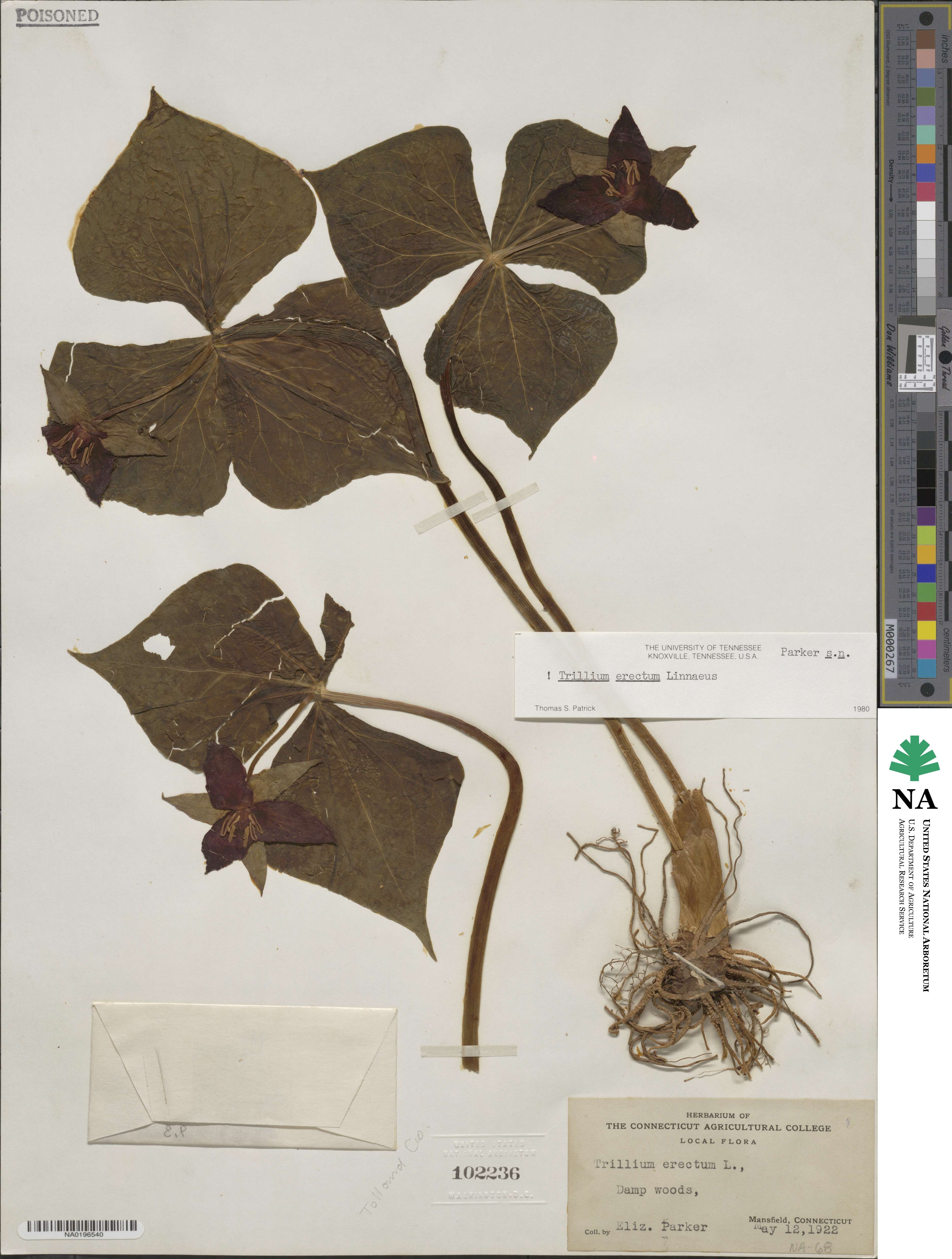Trillium image