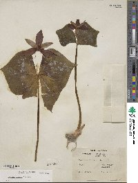 Trillium erectum image