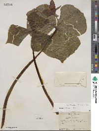 Trillium erectum image