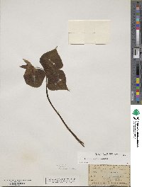 Trillium erectum image