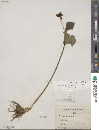 Trillium erectum image