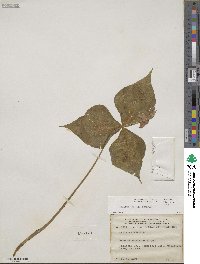 Trillium erectum image