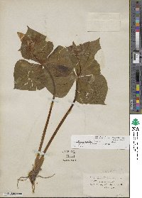 Trillium erectum image