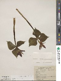 Trillium erectum image