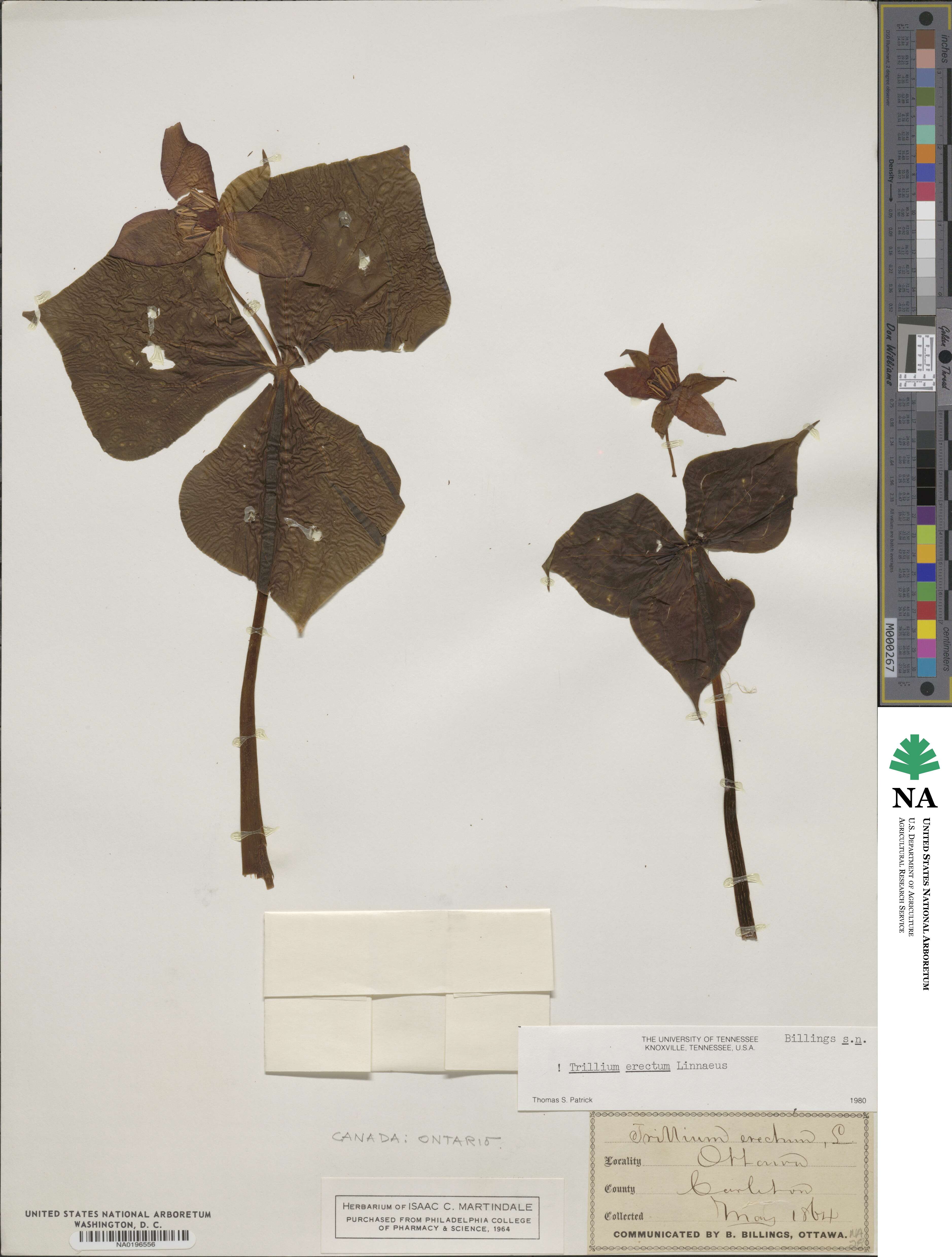 Trillium erectum image