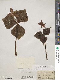 Trillium erectum image