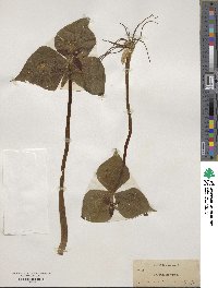 Trillium erectum image