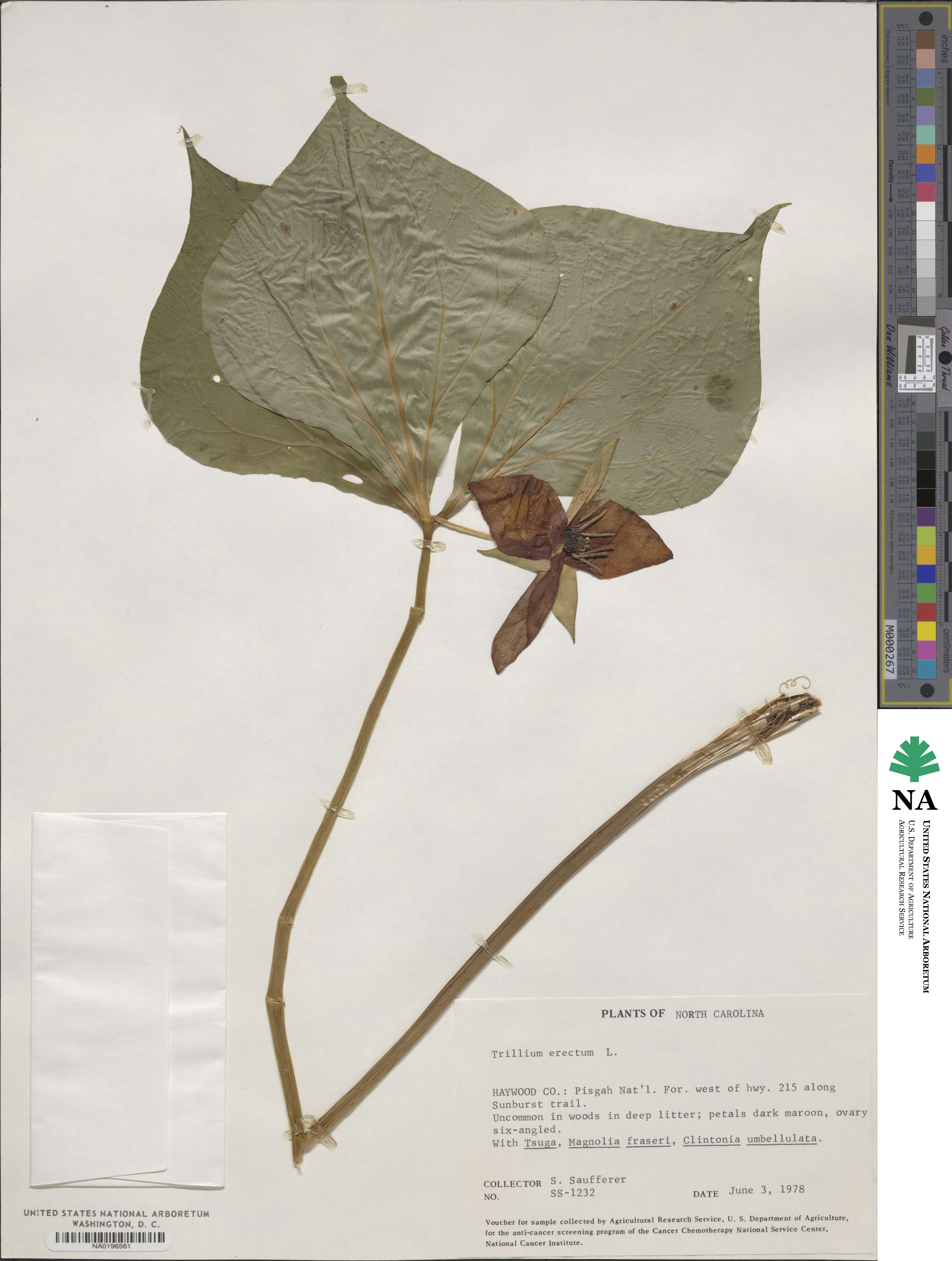 Trillium erectum image