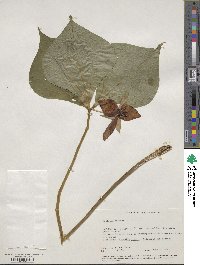 Trillium erectum image