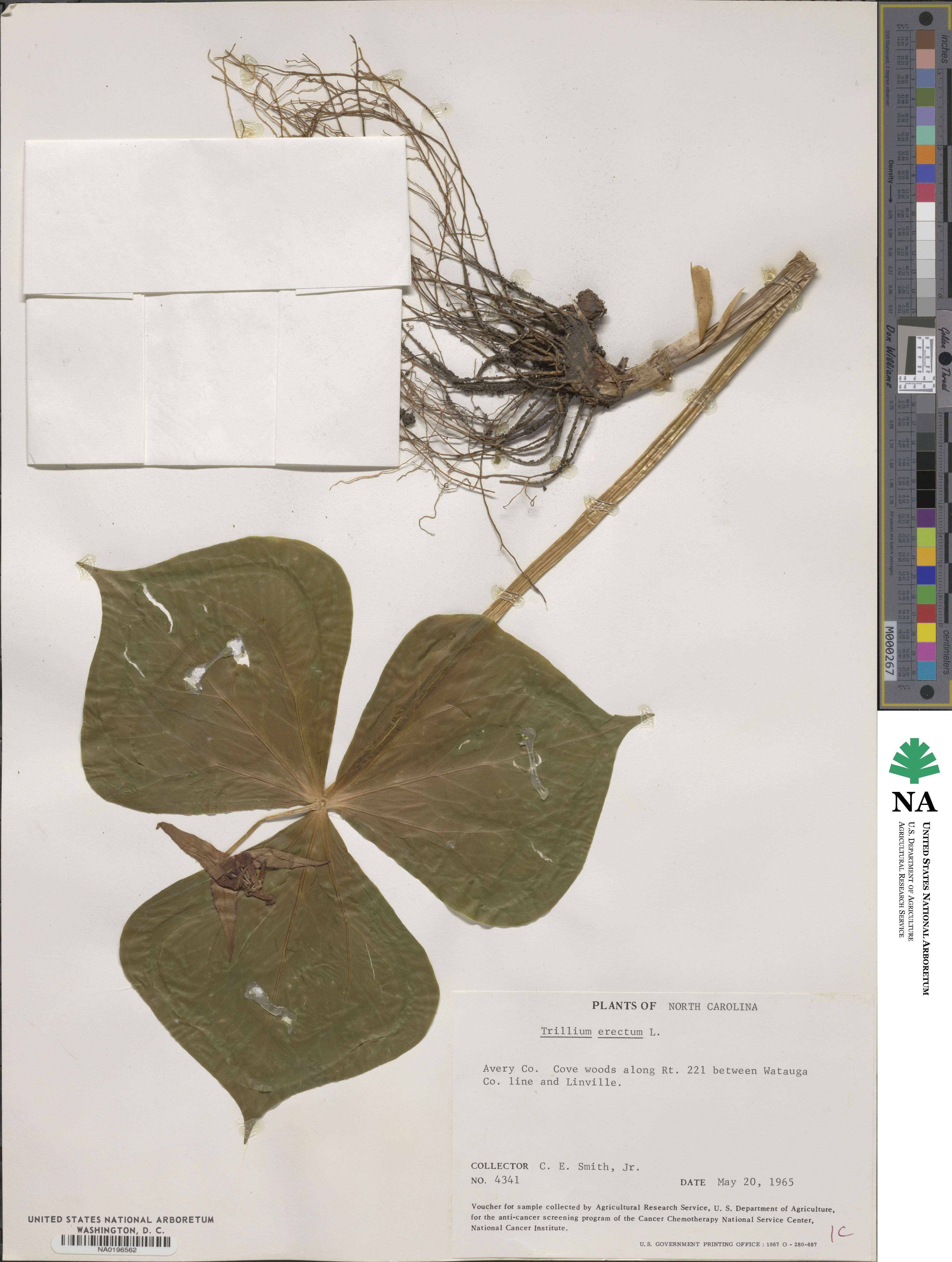 Trillium erectum image