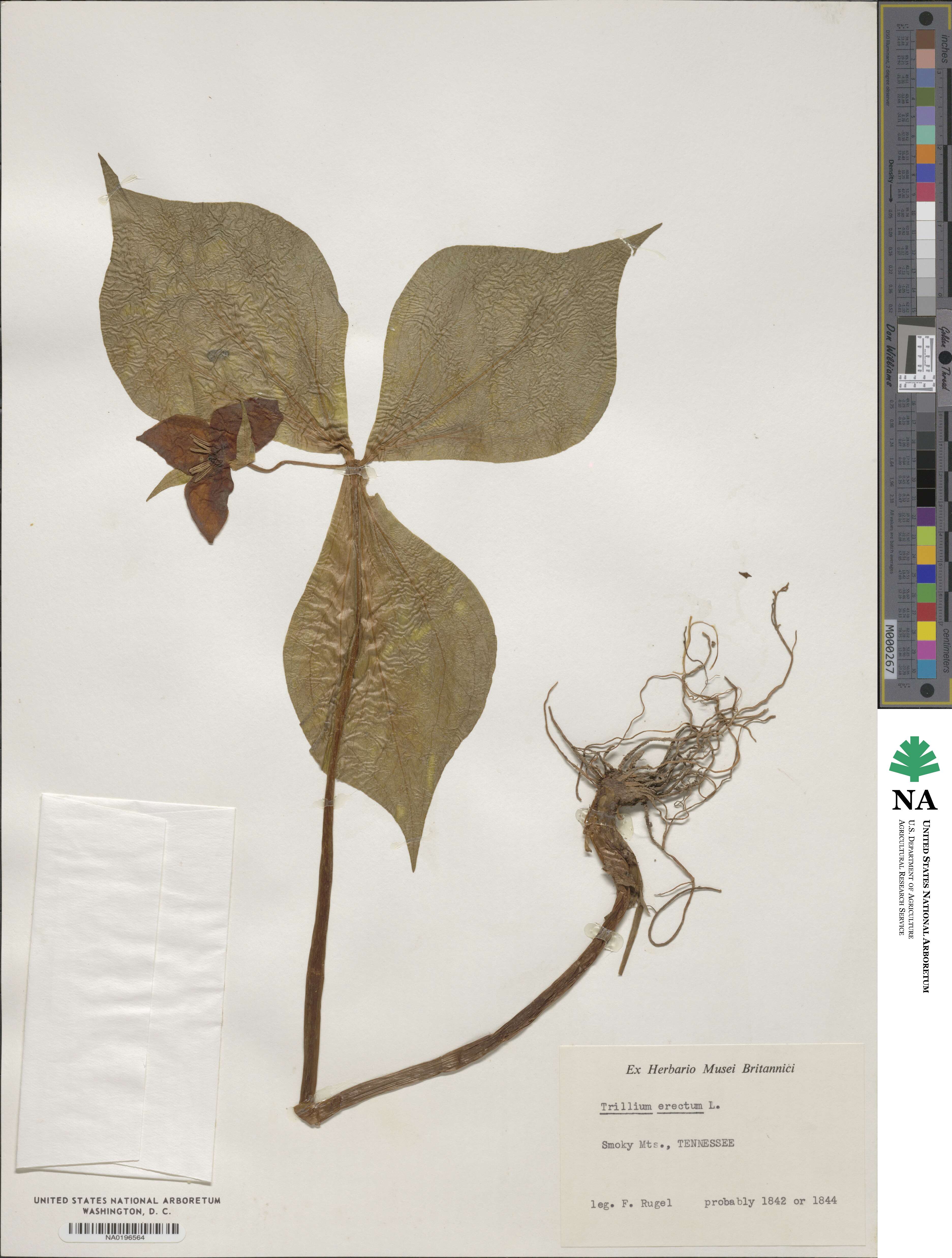 Trillium erectum image