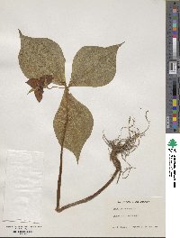 Trillium erectum image