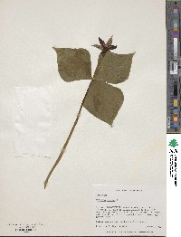 Trillium luteum image