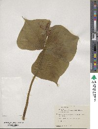 Trillium luteum image