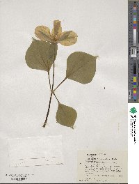 Trillium luteum image