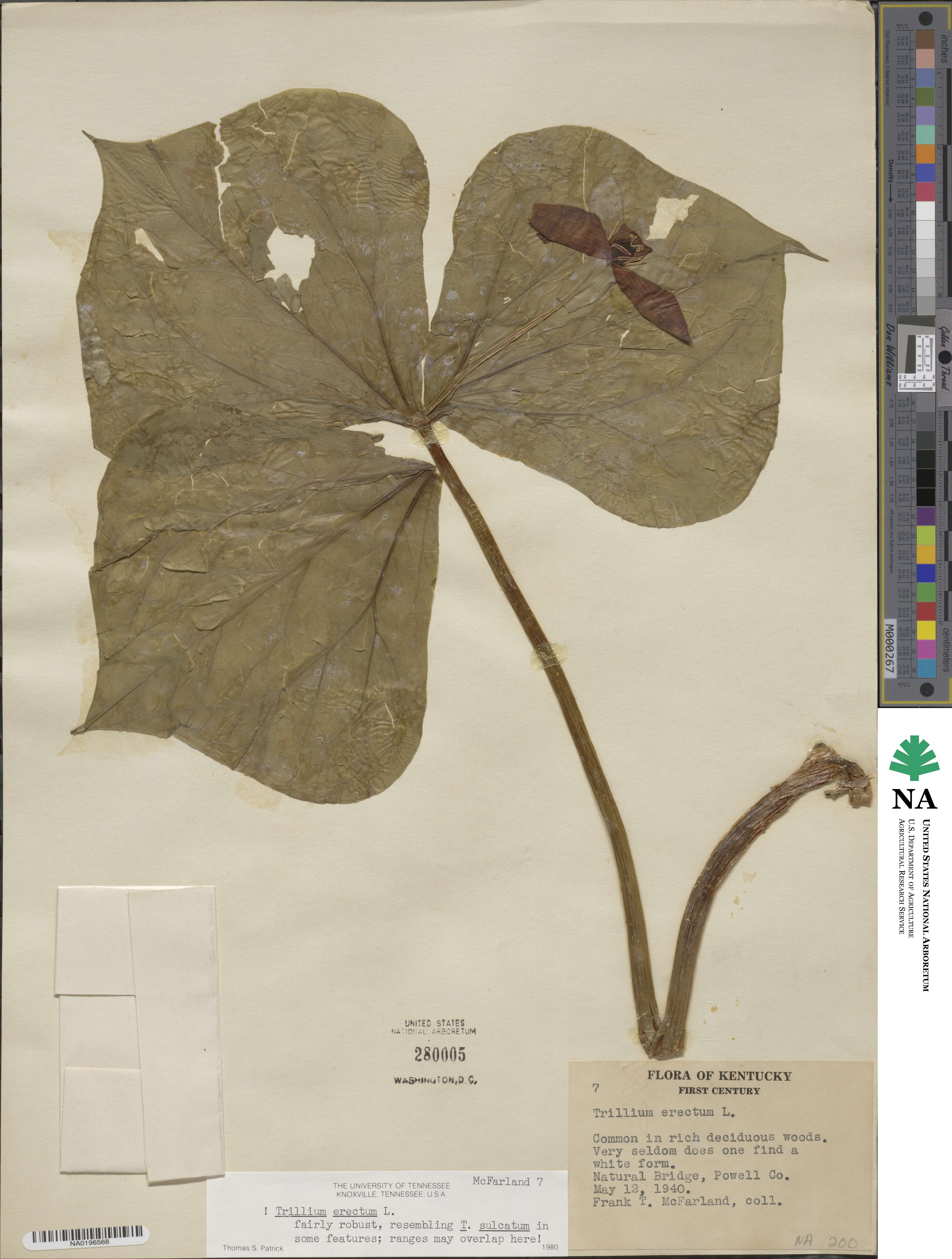 Trillium luteum image