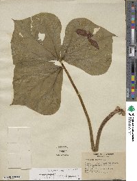 Trillium luteum image