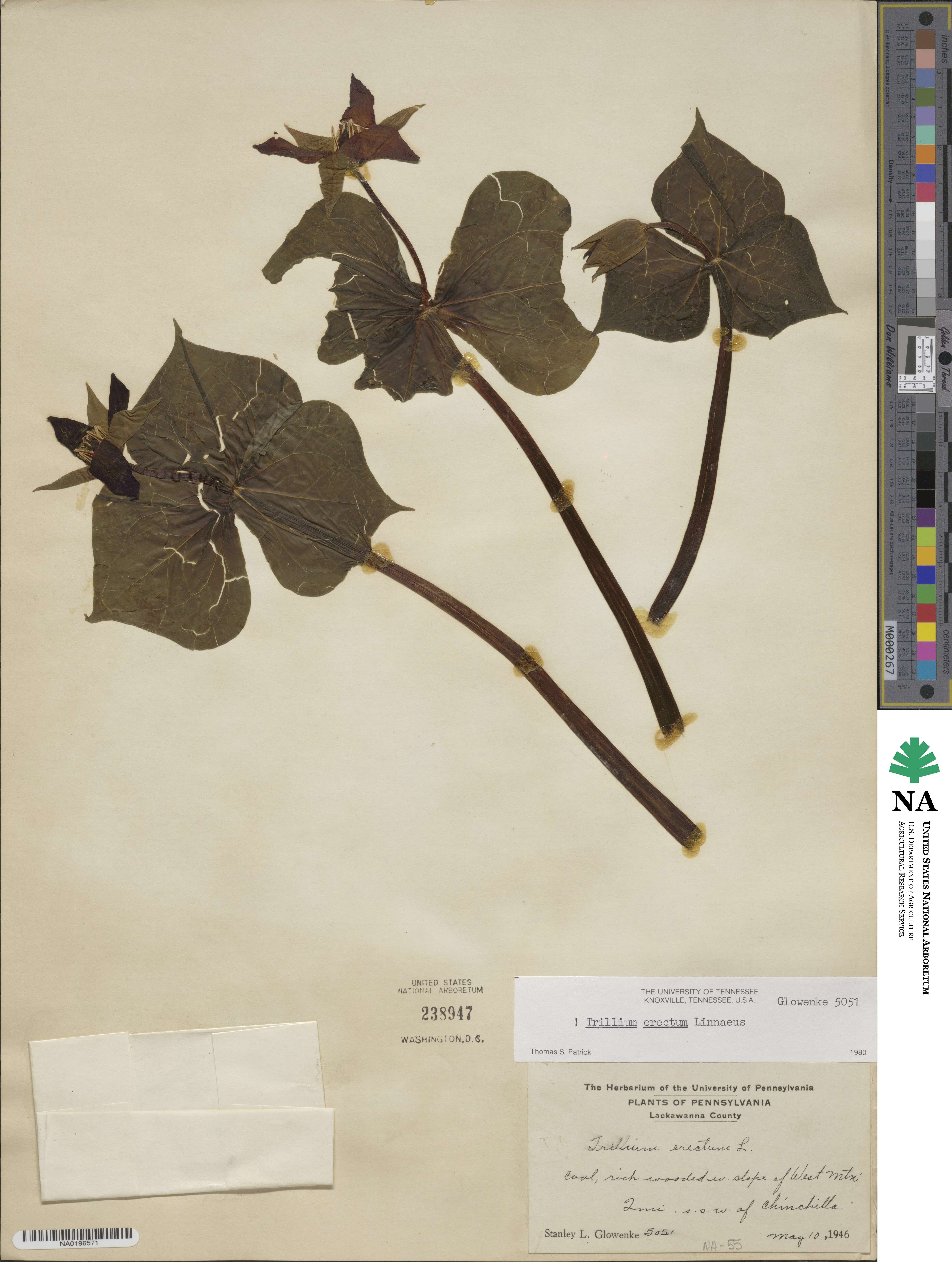 Trillium luteum image