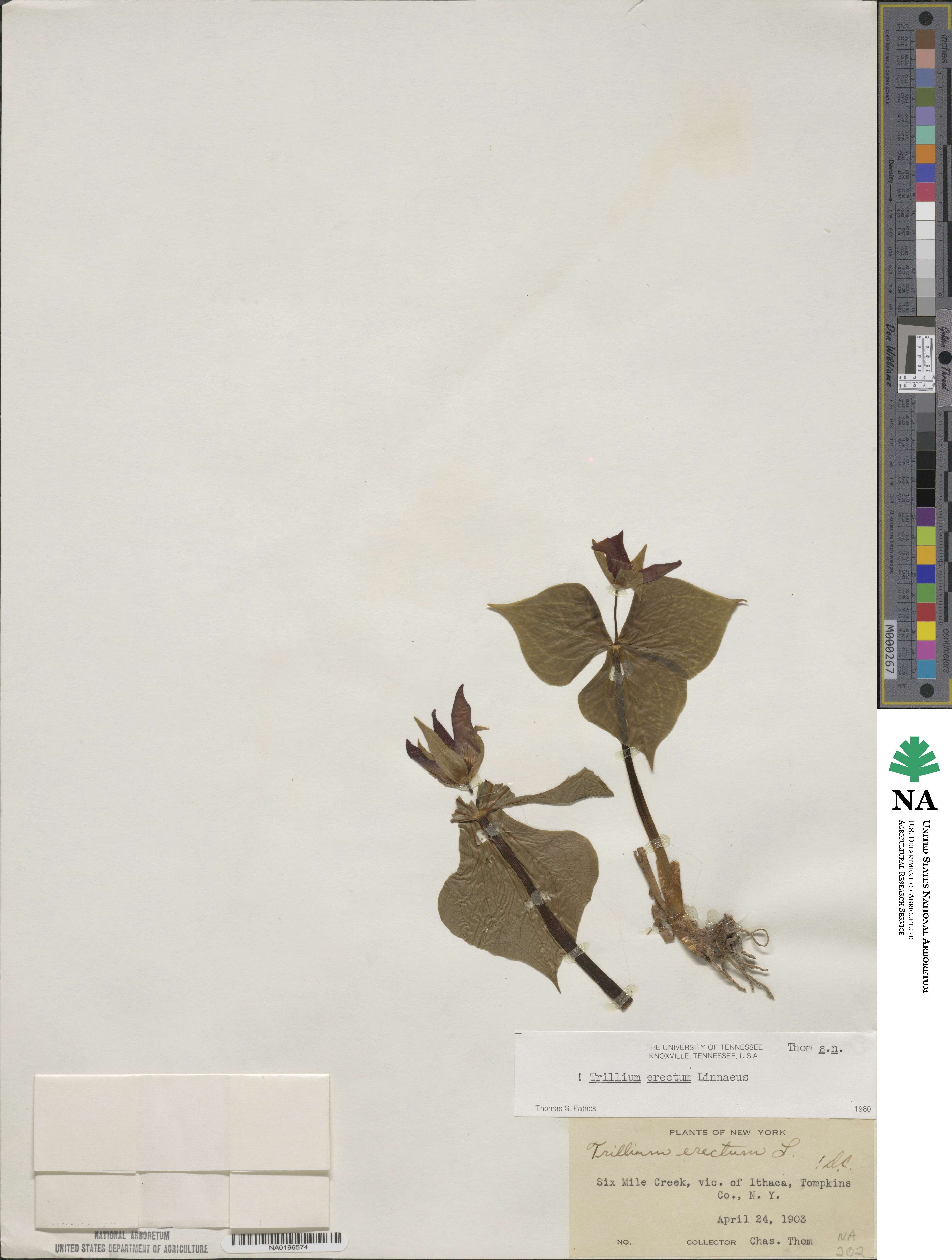 Trillium luteum image