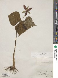 Trillium luteum image