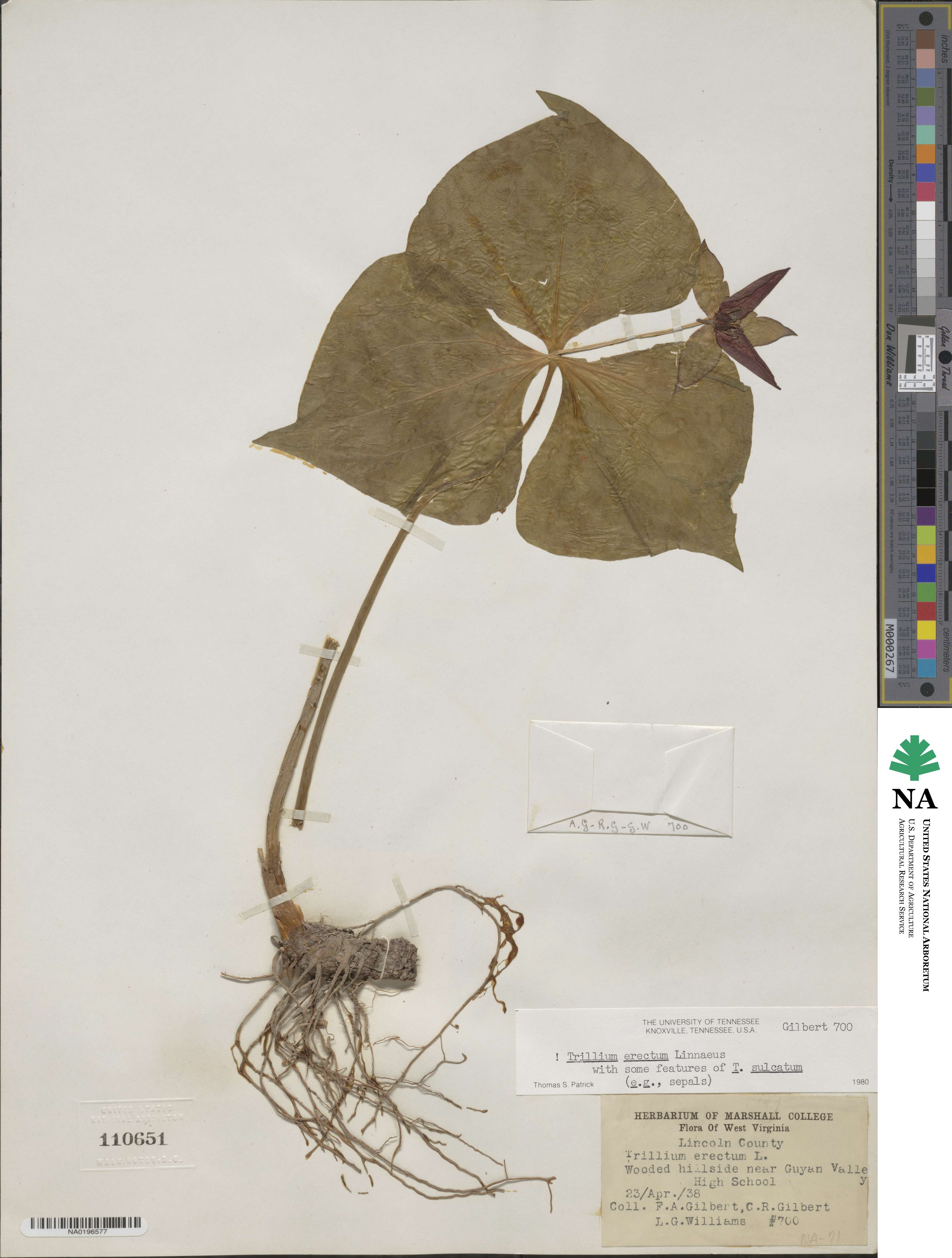 Trillium luteum image