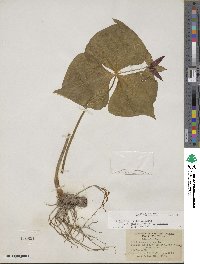 Trillium luteum image