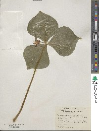 Trillium flexipes image