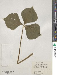 Trillium flexipes image