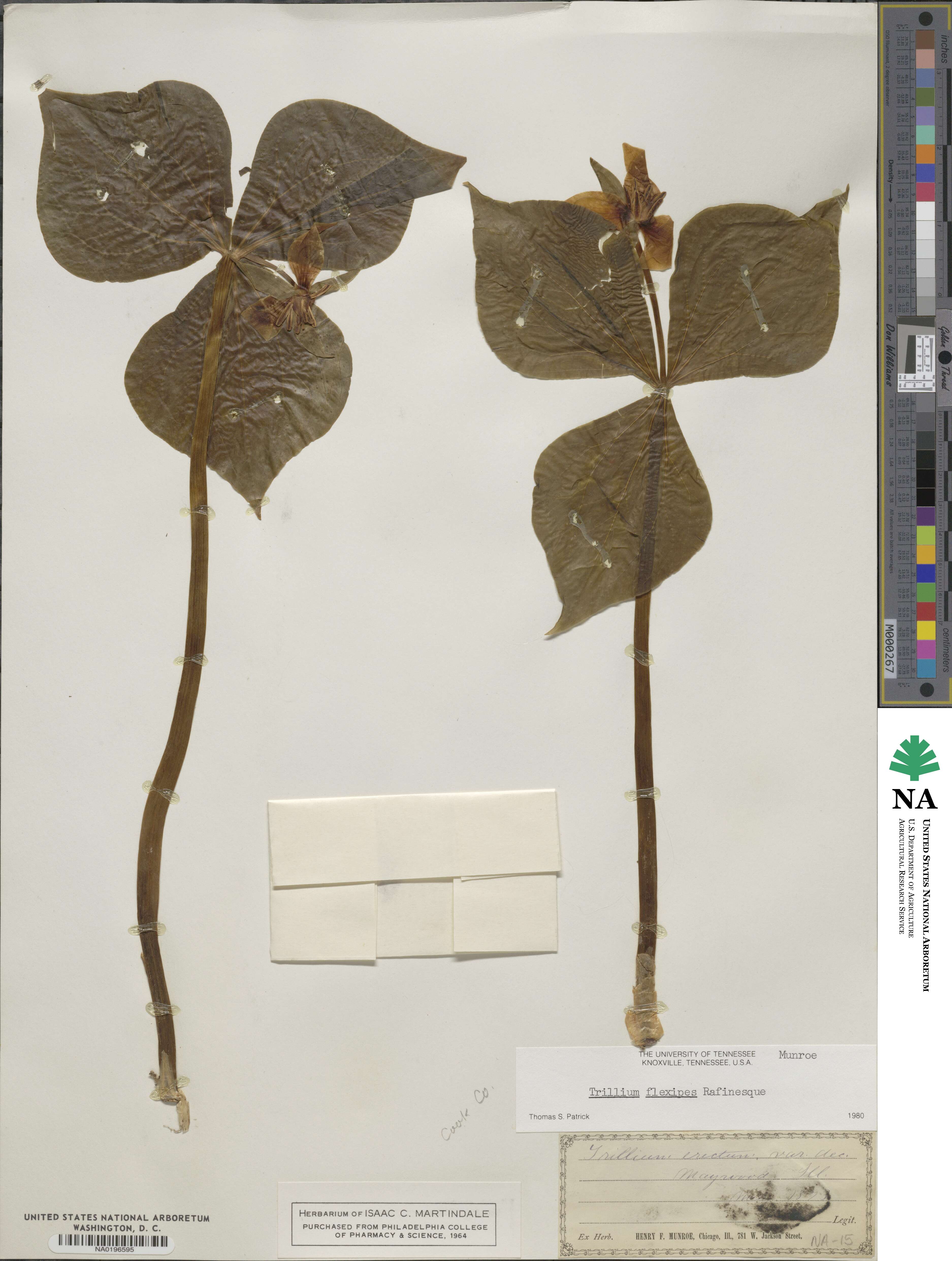 Trillium flexipes image