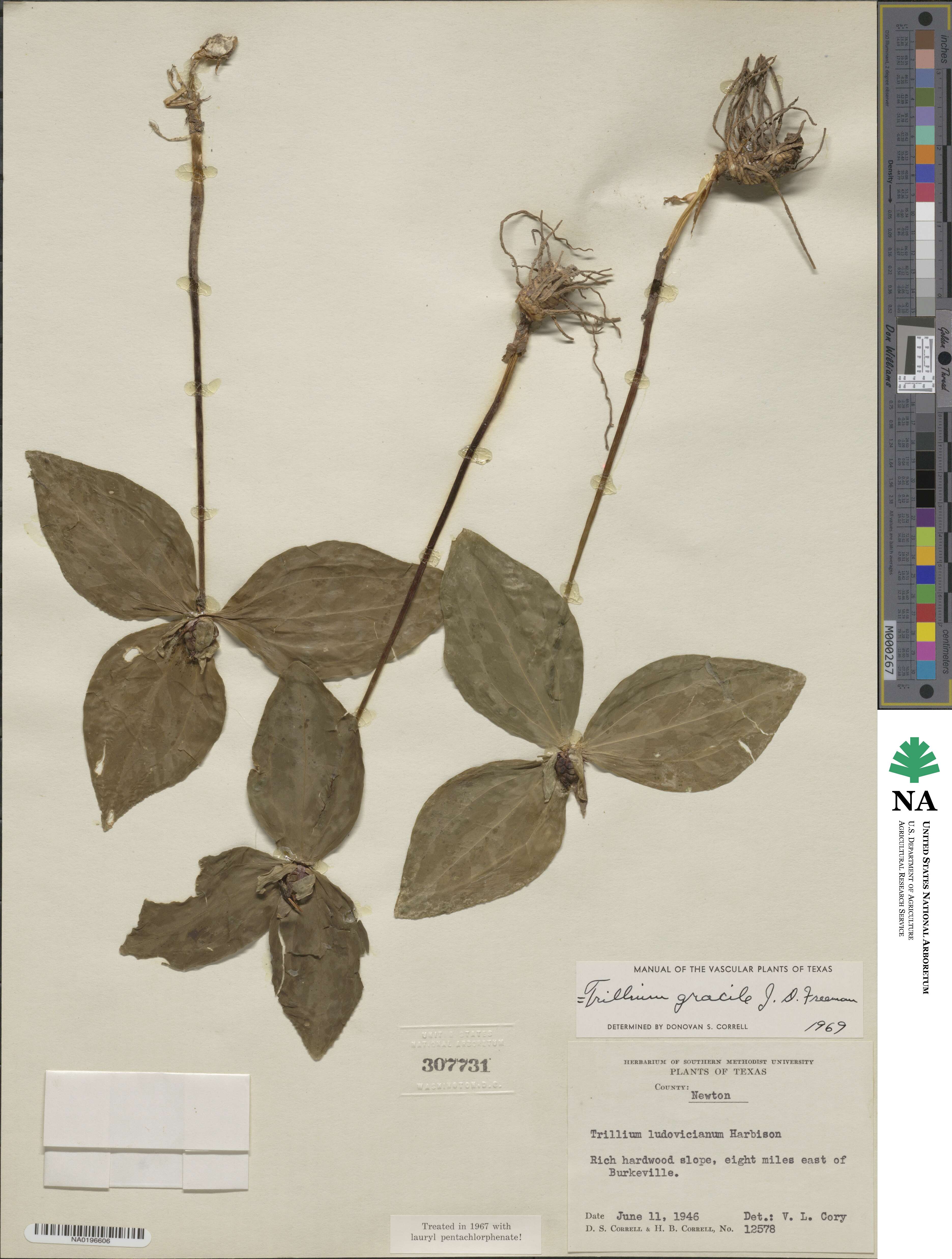 Trillium gracile image