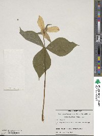 Trillium grandiflorum image