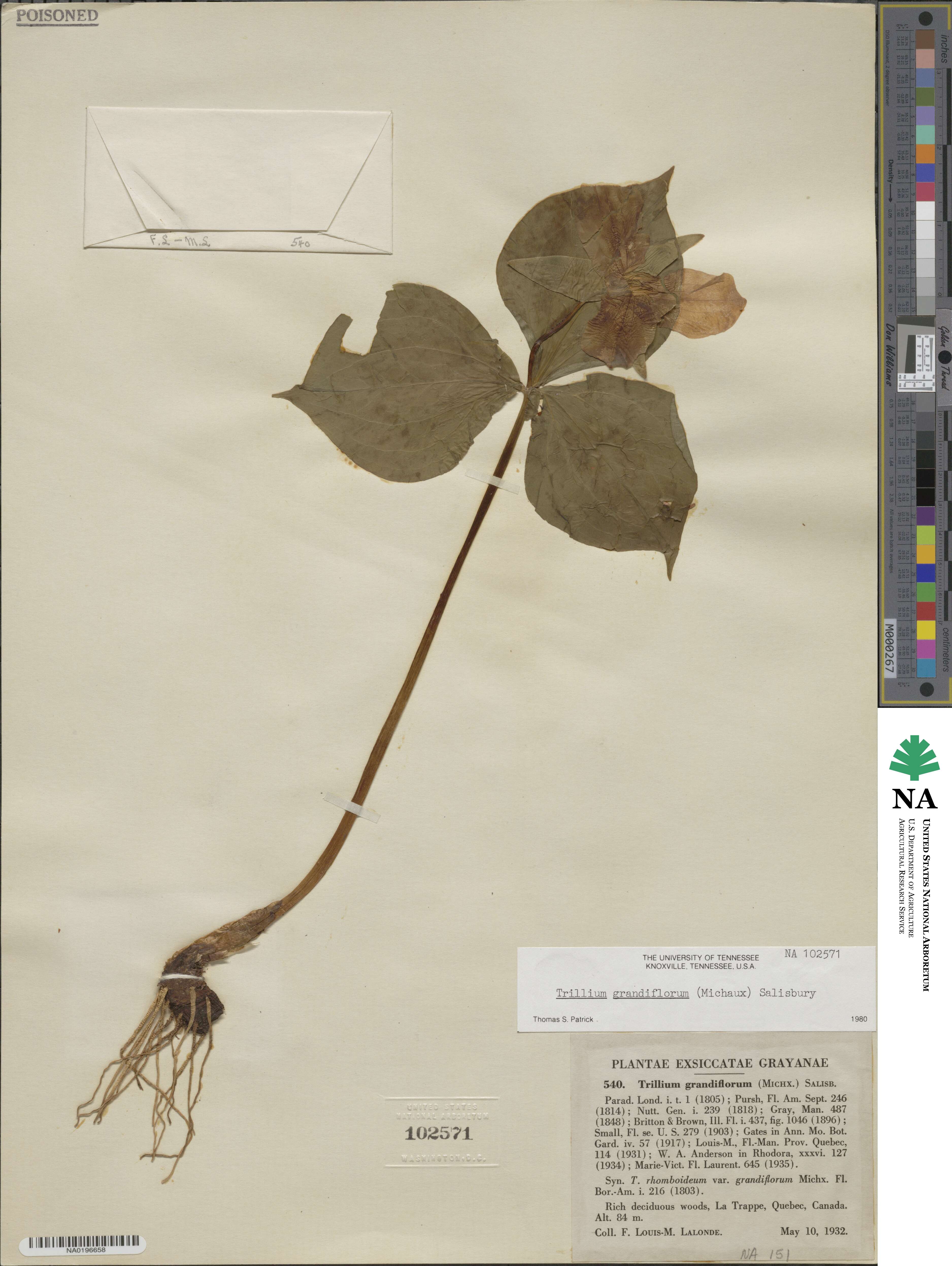 Trillium grandiflorum image