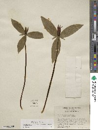 Image of Trillium lancifolium