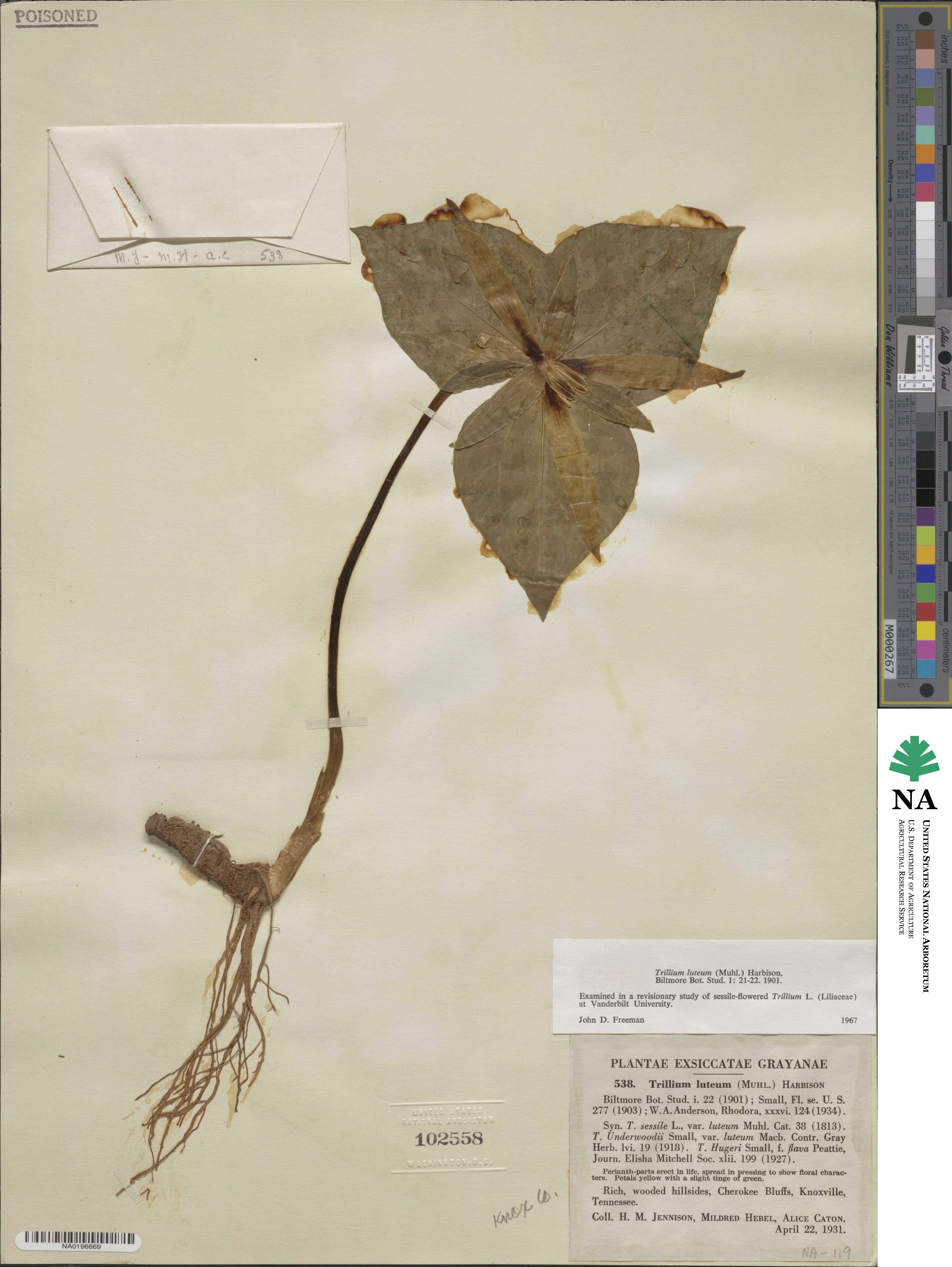 Trillium luteum image