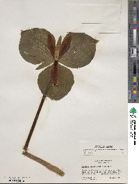 Trillium luteum image