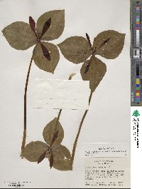 Image of Trillium maculatum